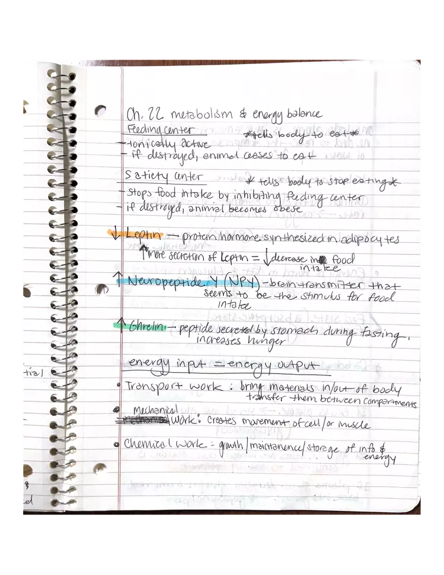 Physiology Chapter 5, 6, 22 - Page 14