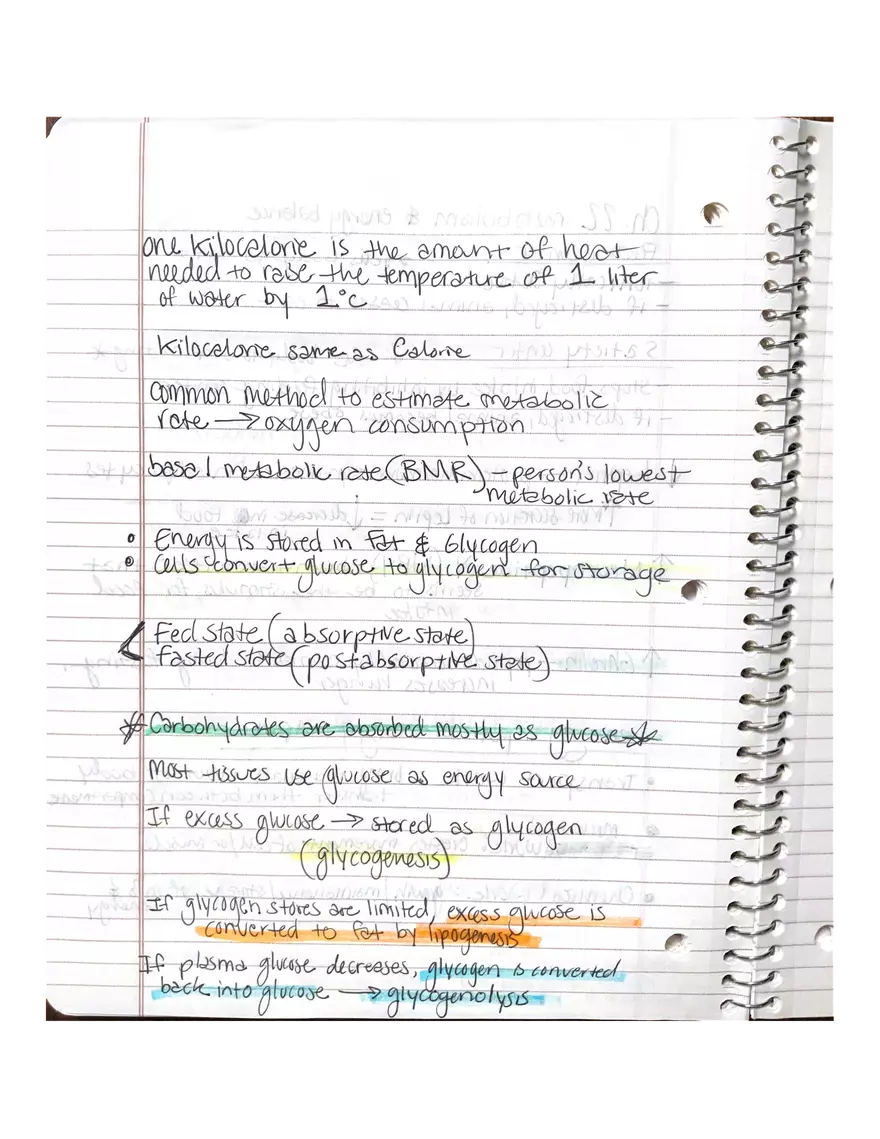Physiology Chapter 5, 6, 22 - Page 15