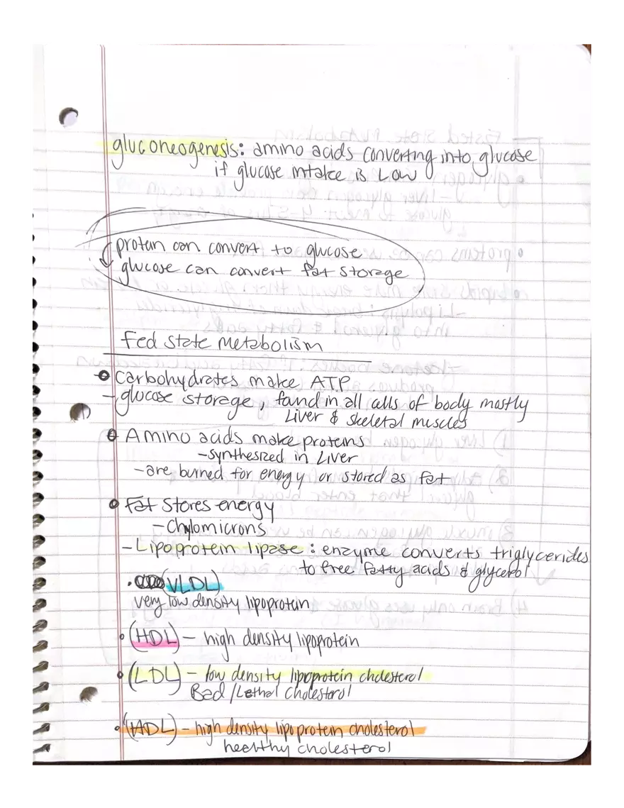 Physiology Chapter 5, 6, 22 - Page 16