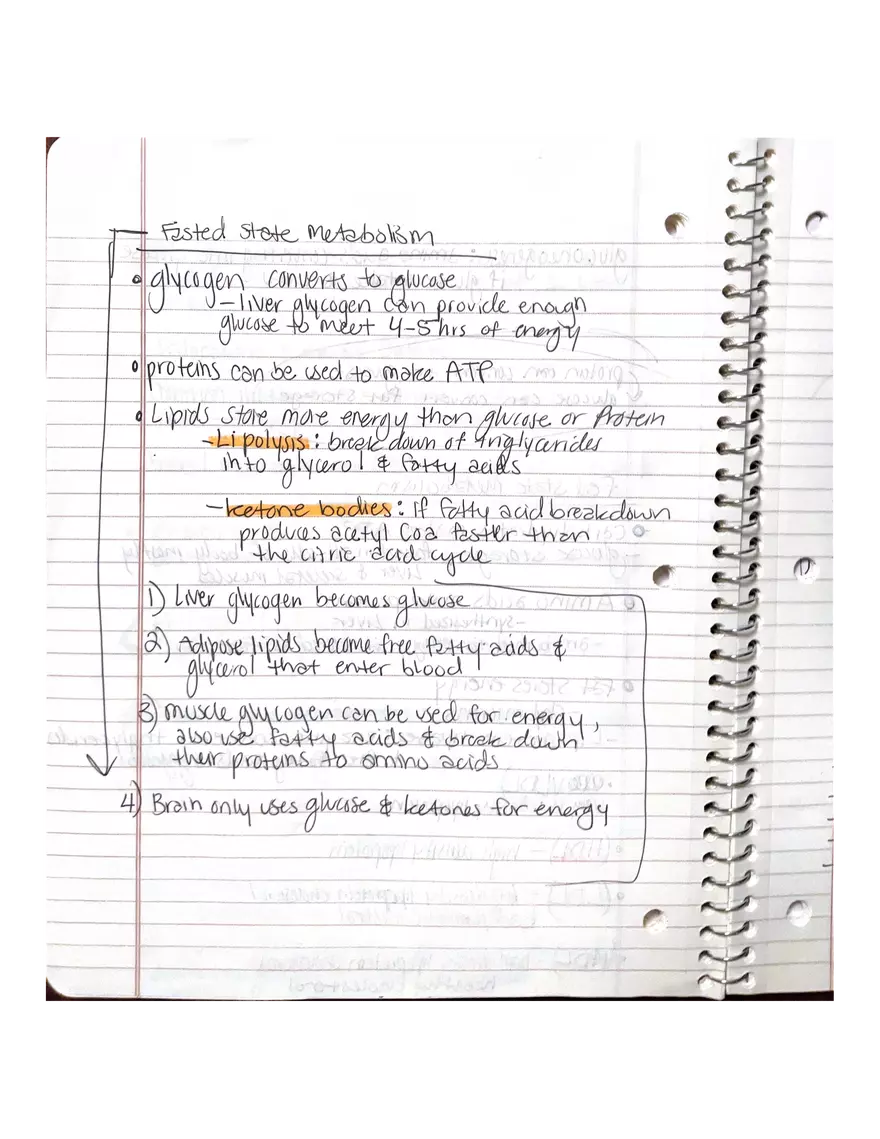 Physiology Chapter 5, 6, 22 - Page 17