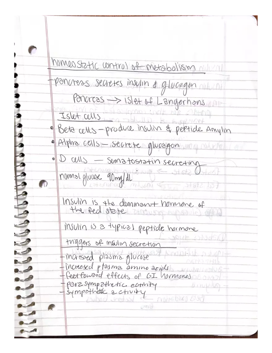 Physiology Chapter 5, 6, 22 - Page 18