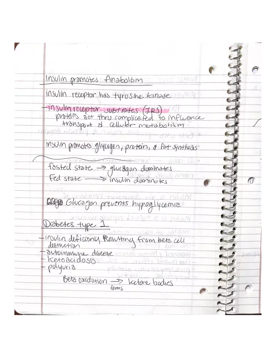 Physiology Chapter 5, 6, 22 - Page 19