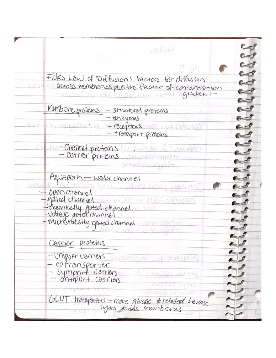Physiology Chapter 5, 6, 22 - Page 2