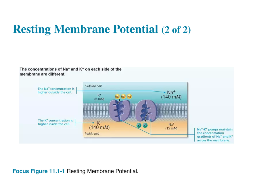 11.6  Action Potentials - Page 7
