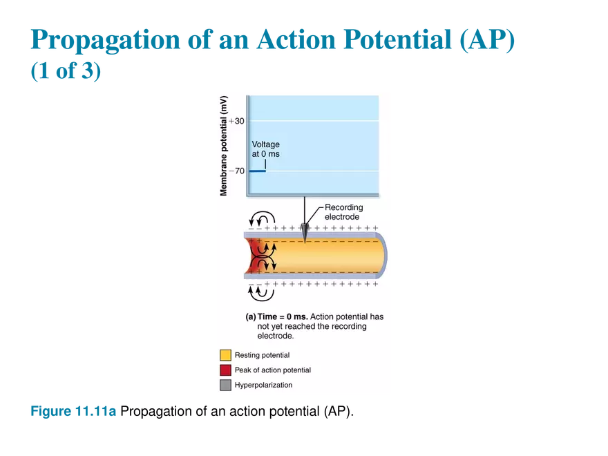 11.6  Action Potentials - Page 11