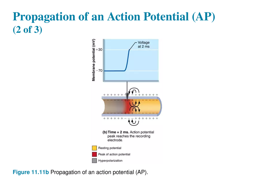 11.6  Action Potentials - Page 12