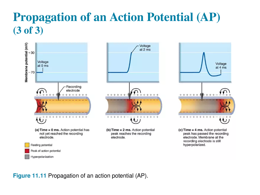 11.6  Action Potentials - Page 14