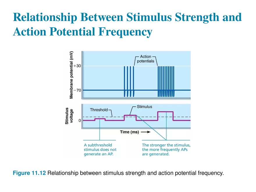 11.6  Action Potentials - Page 17
