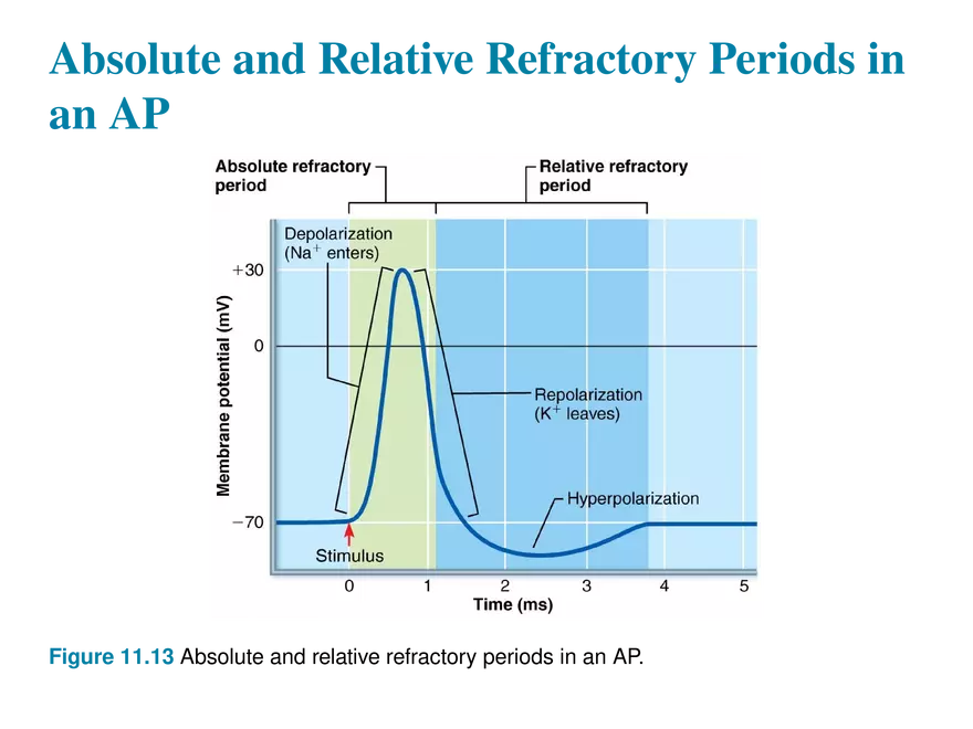 11.6  Action Potentials - Page 20