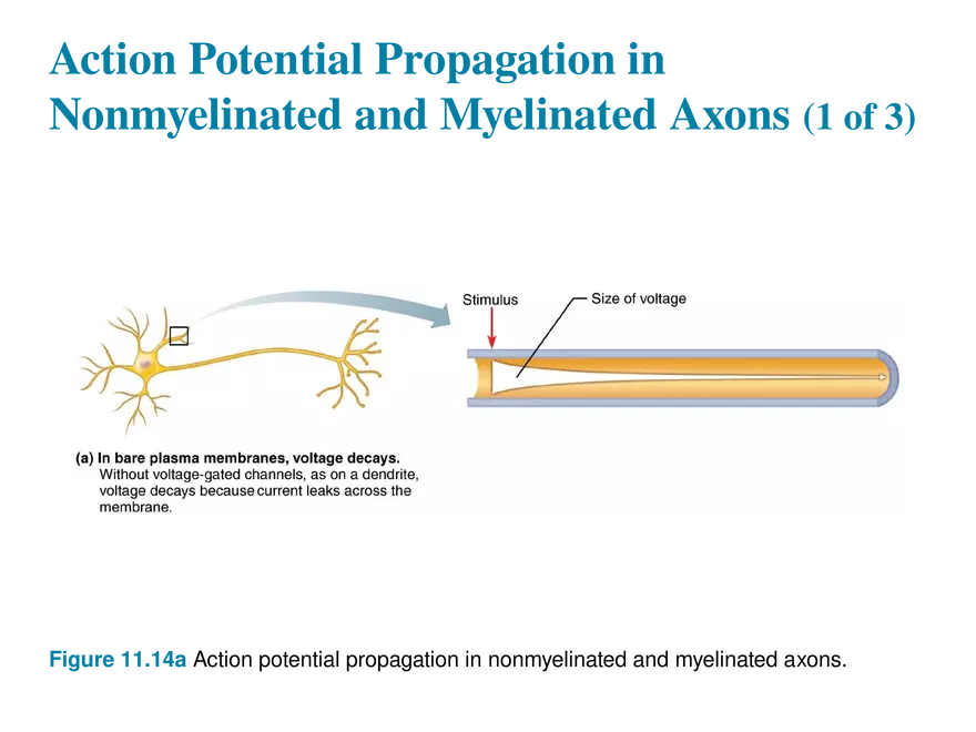 11.6  Action Potentials - Page 23