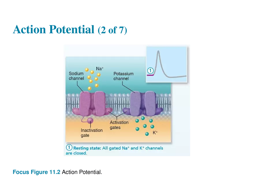 11.6  Action Potentials - Page 24