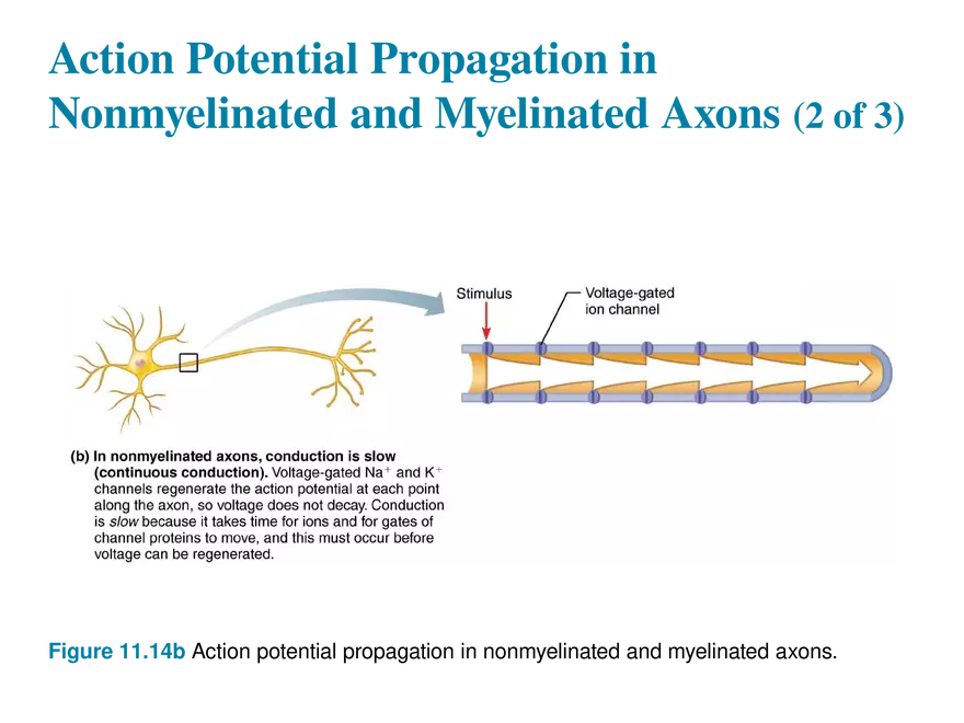 11.6  Action Potentials - Page 25