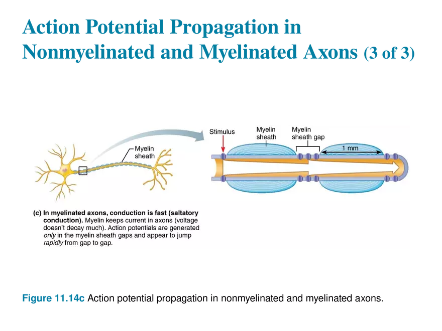 11.6  Action Potentials - Page 26