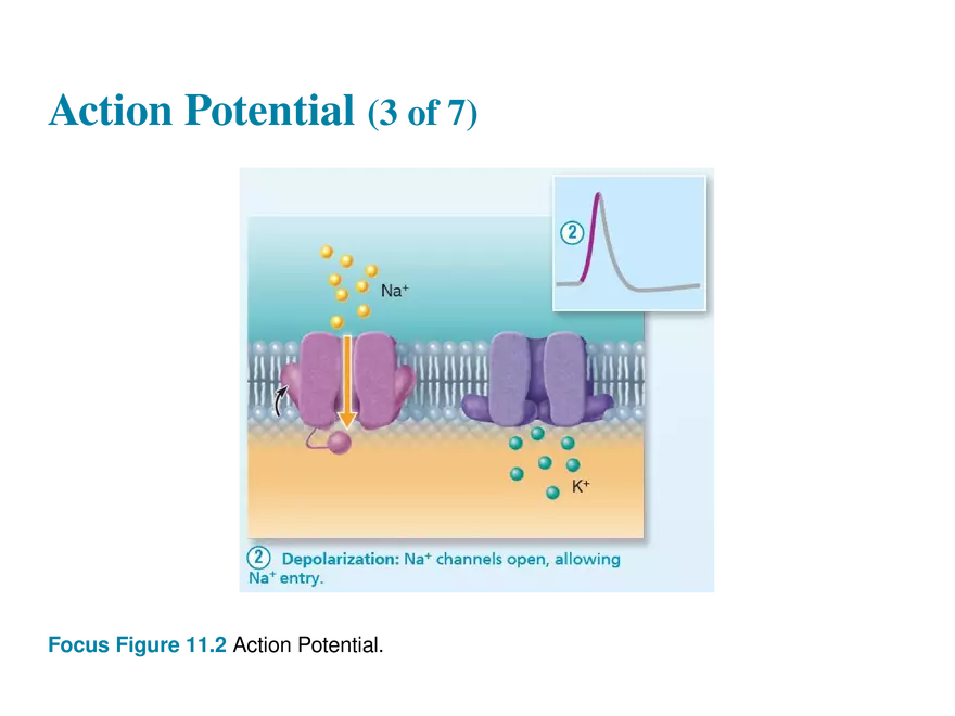 11.6  Action Potentials - Page 33