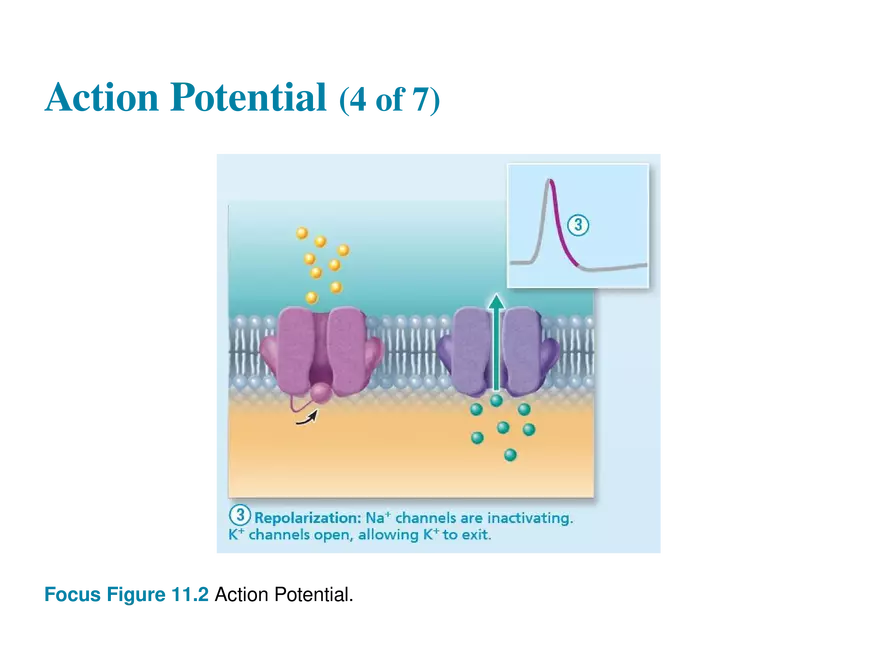 11.6  Action Potentials - Page 35