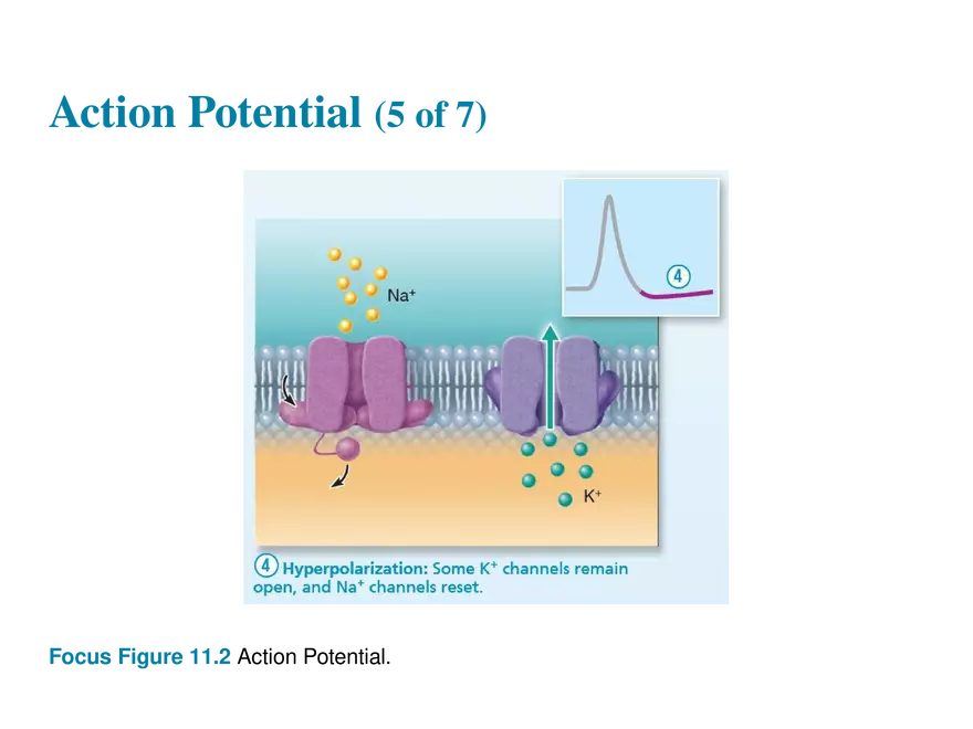 11.6  Action Potentials - Page 37