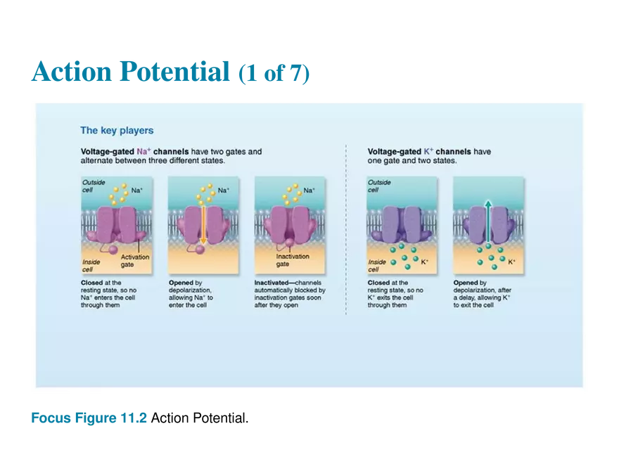 11.6  Action Potentials - Page 2