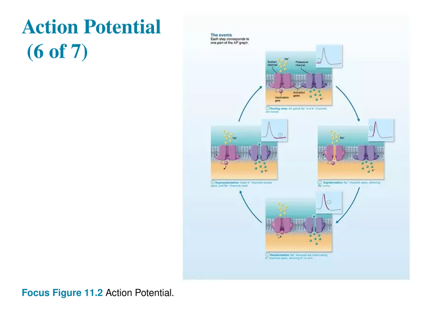 11.6  Action Potentials - Page 3