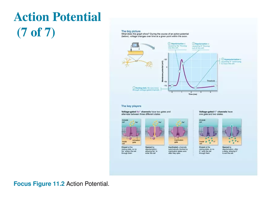 11.6  Action Potentials - Page 4