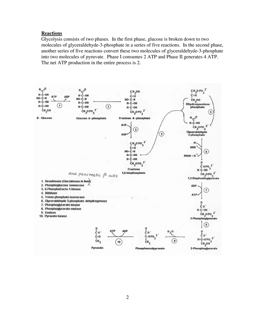 Glycolysis Notes Ganapathy - Page 2