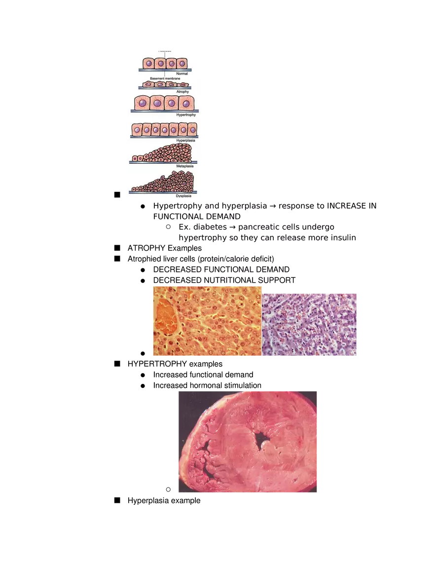 Introduction to Pathophysiology and Cellular Basis of Disease Part 2 - Page 6