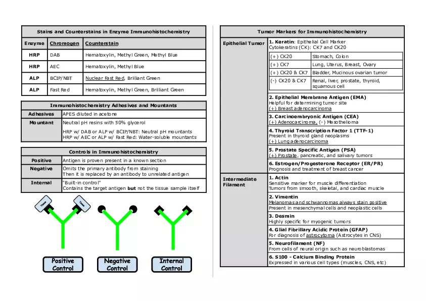 Basic Histology Part 4 - Page 7