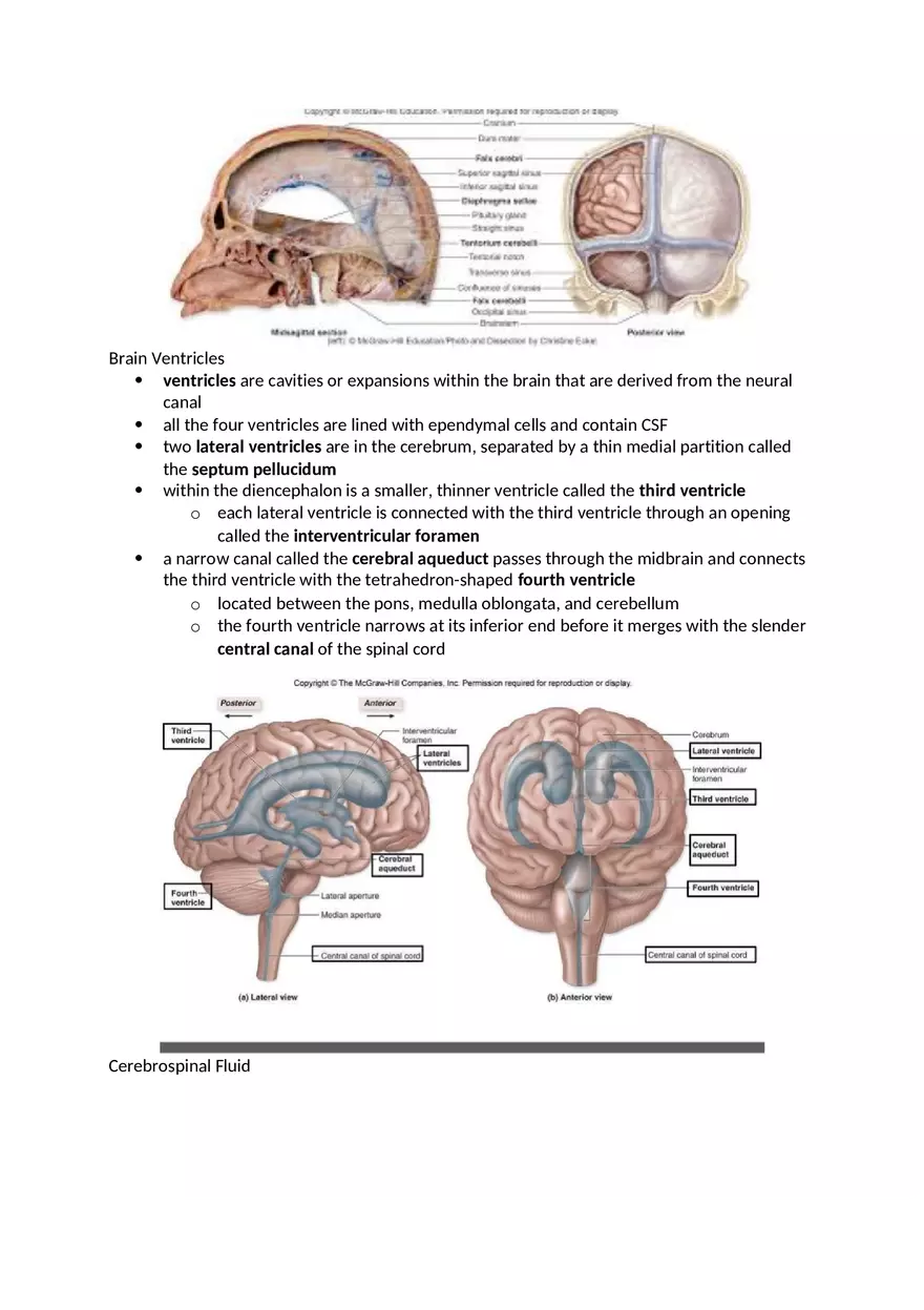 Anatomy and Physiology Chapter 13 Notes - Page 11
