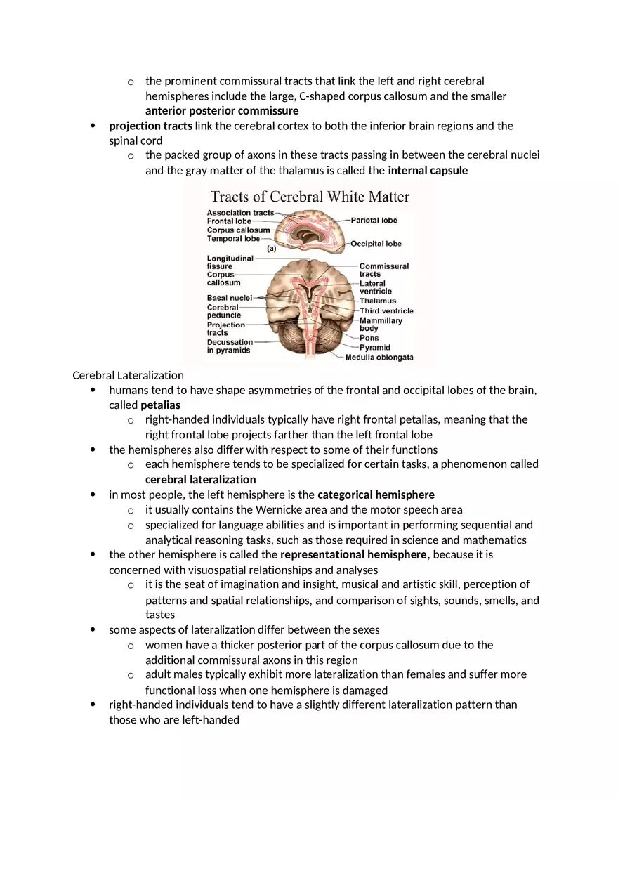 Anatomy and Physiology Chapter 13 Notes - Page 16