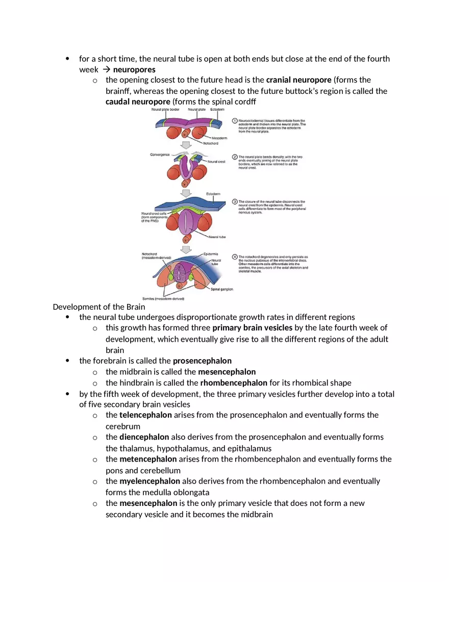 Anatomy and Physiology Chapter 13 Notes - Page 2