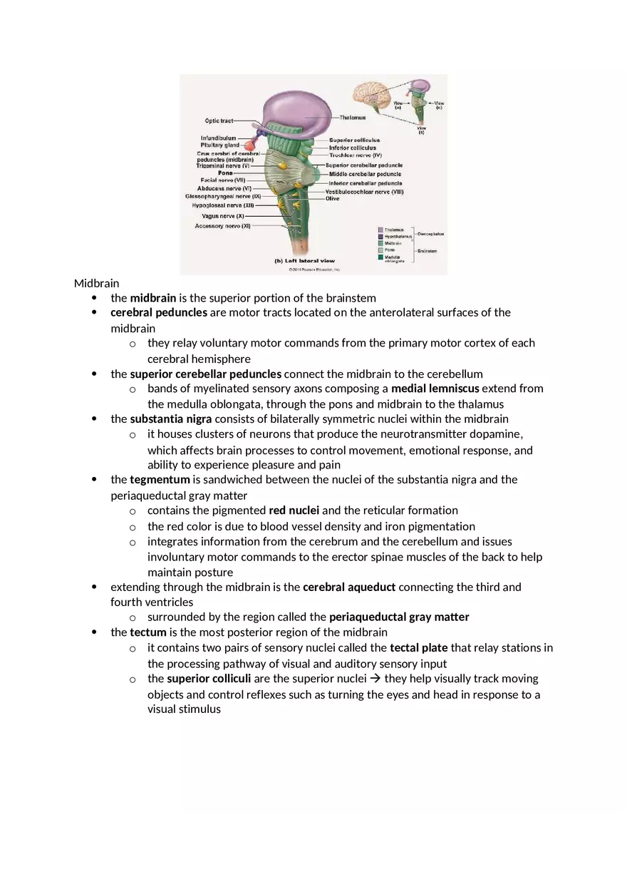 Anatomy and Physiology Chapter 13 Notes - Page 5