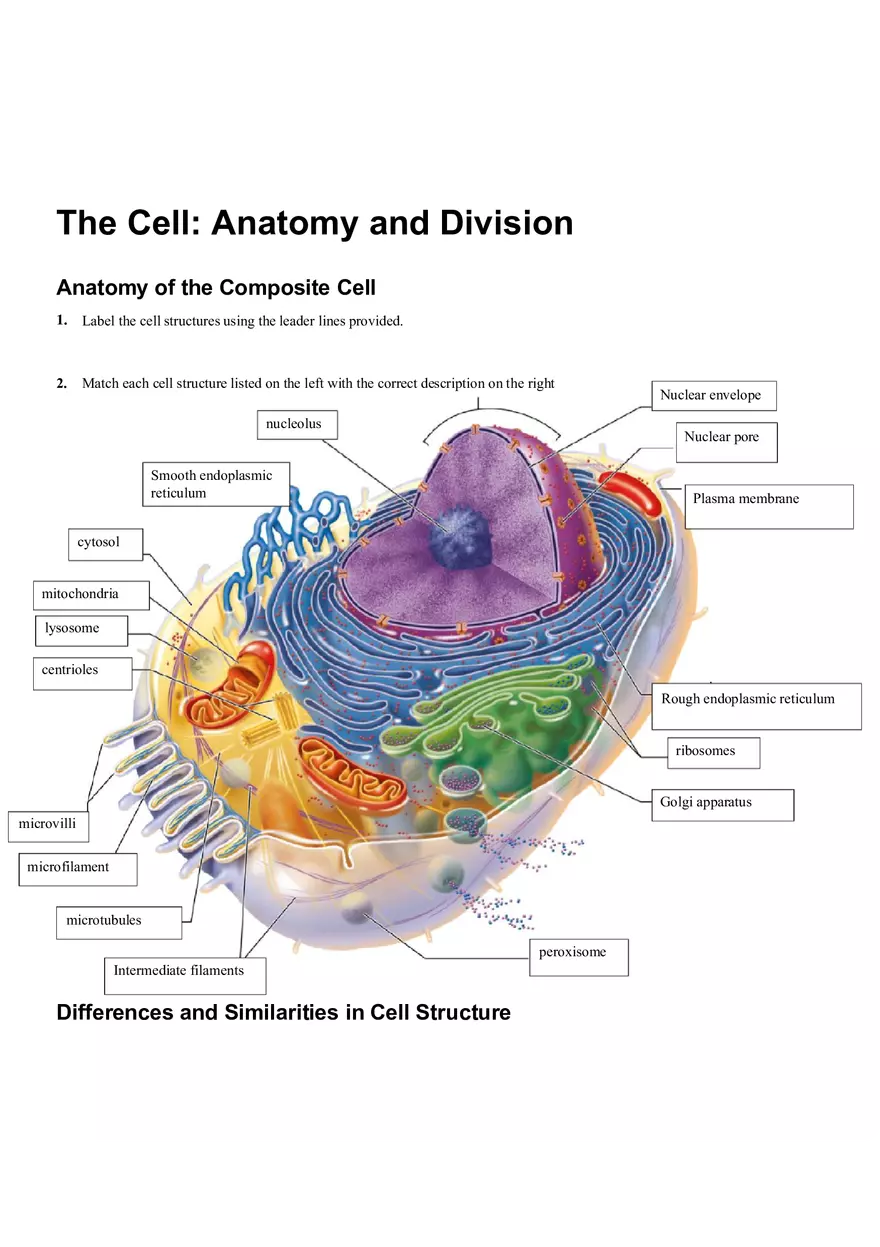 The Cell Anatomy and Division (Review Sheet 4) - Page 1