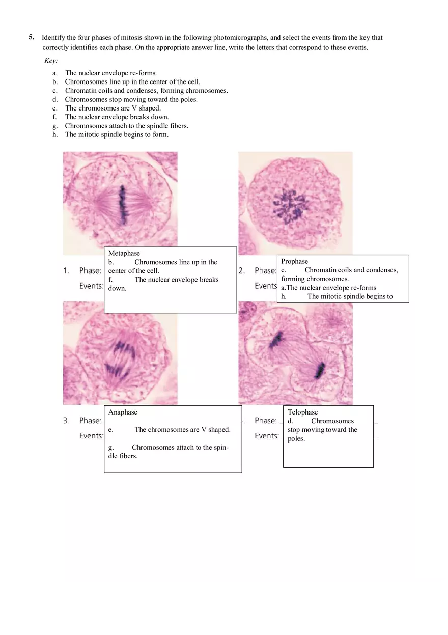 The Cell Anatomy and Division (Review Sheet 4) - Page 4