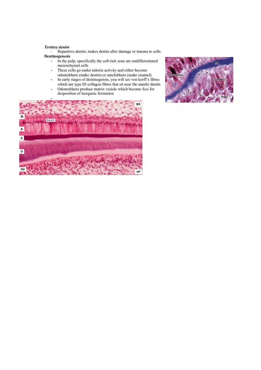 Dental Pulp Notes - Page 13