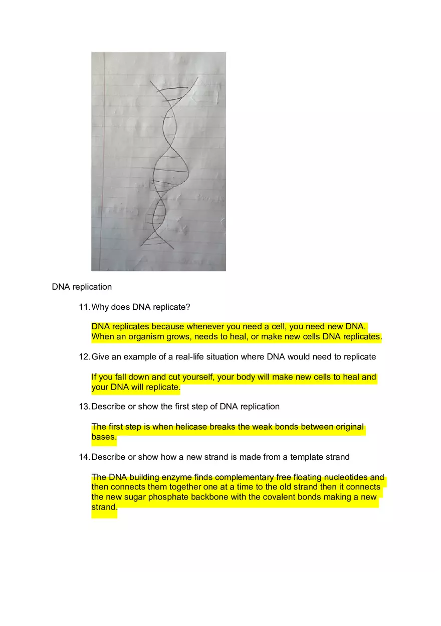 DNA Quiz Answers - Assignment - Page 3