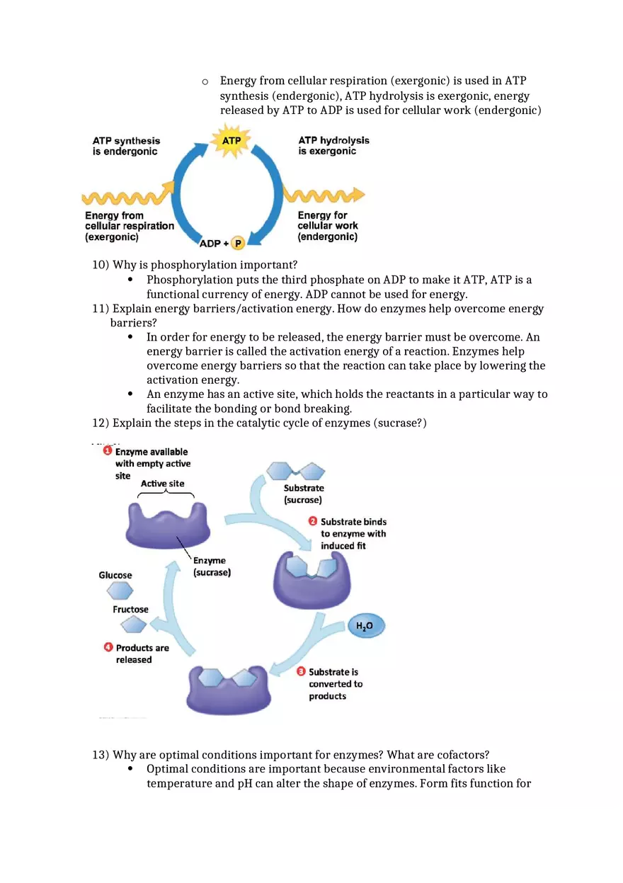 General Biology Exam 2 Study Guide Questions Ch 5 6 7 - Page 2