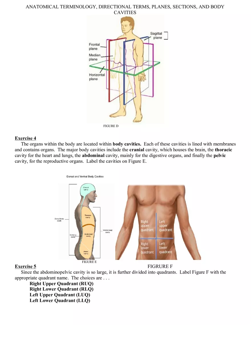 Anatomical Terminology 2 Exercises - Page 1