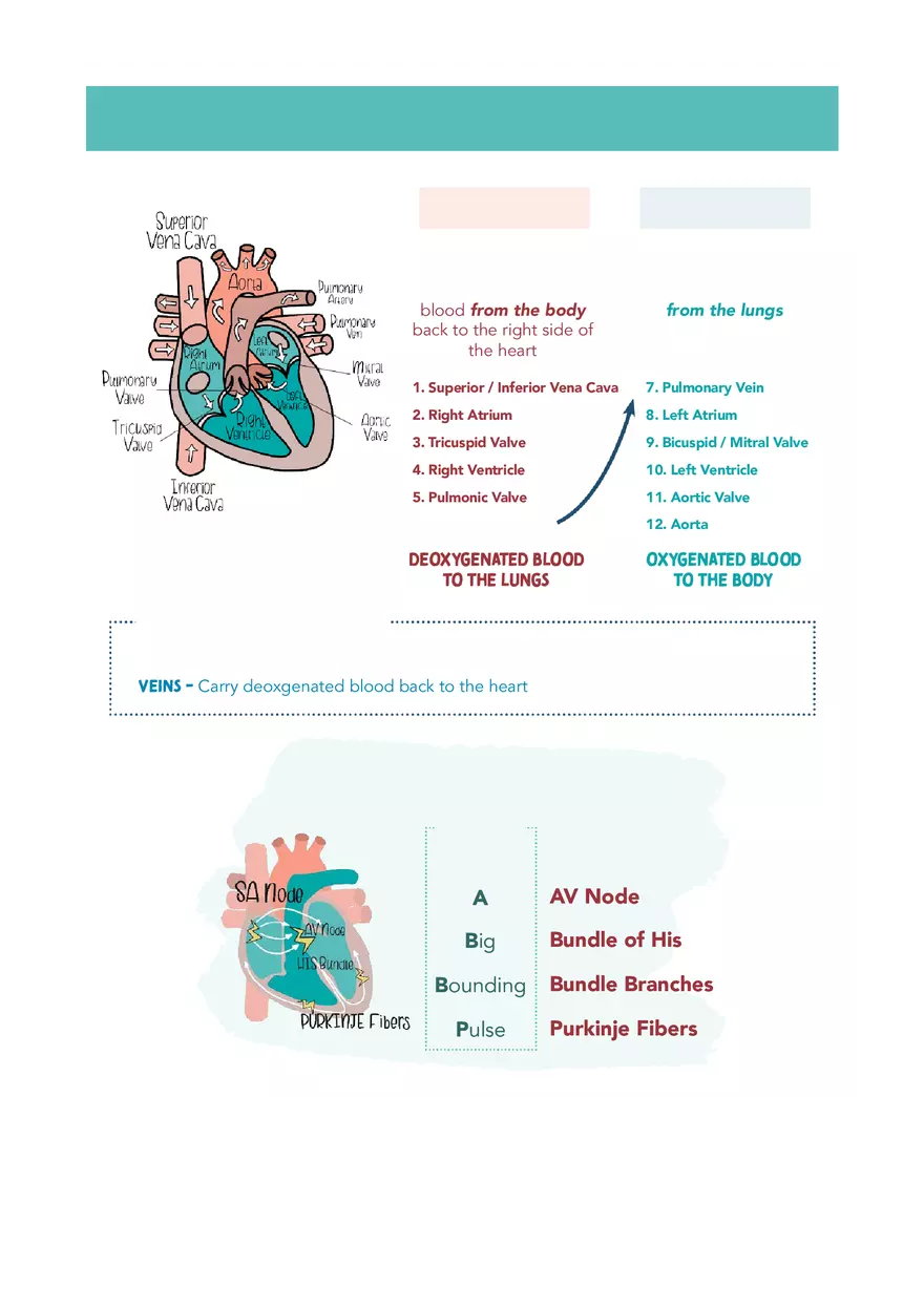 Cardiac System Med Surg Notes 1 - Page 2