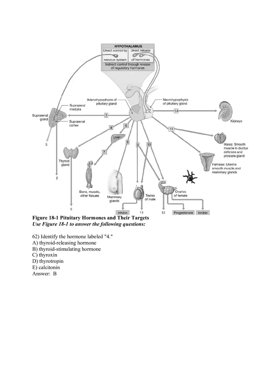 The Endocrine System Answer Key Part 2 - Page 7