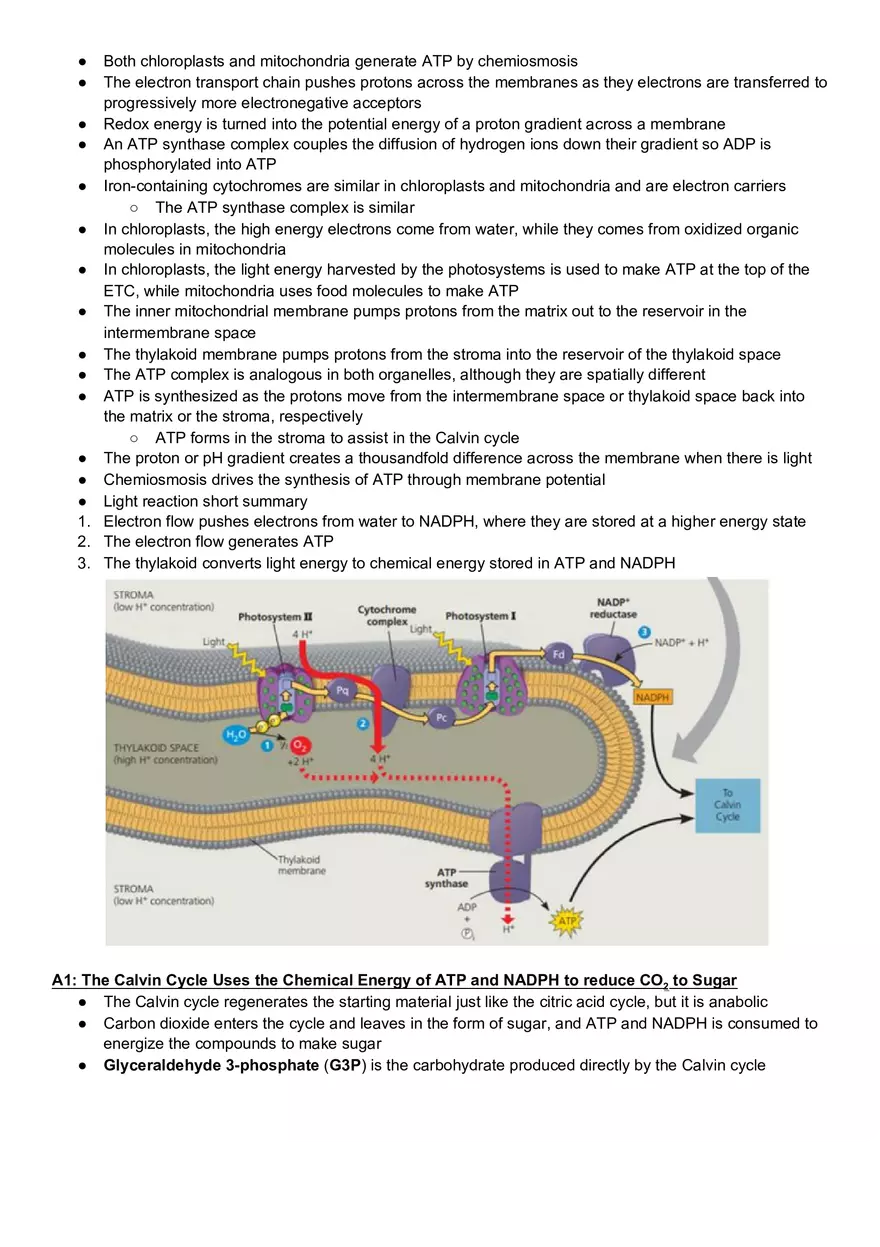 Campbell Biology Chapter 10 Photosynthesis - Page 8