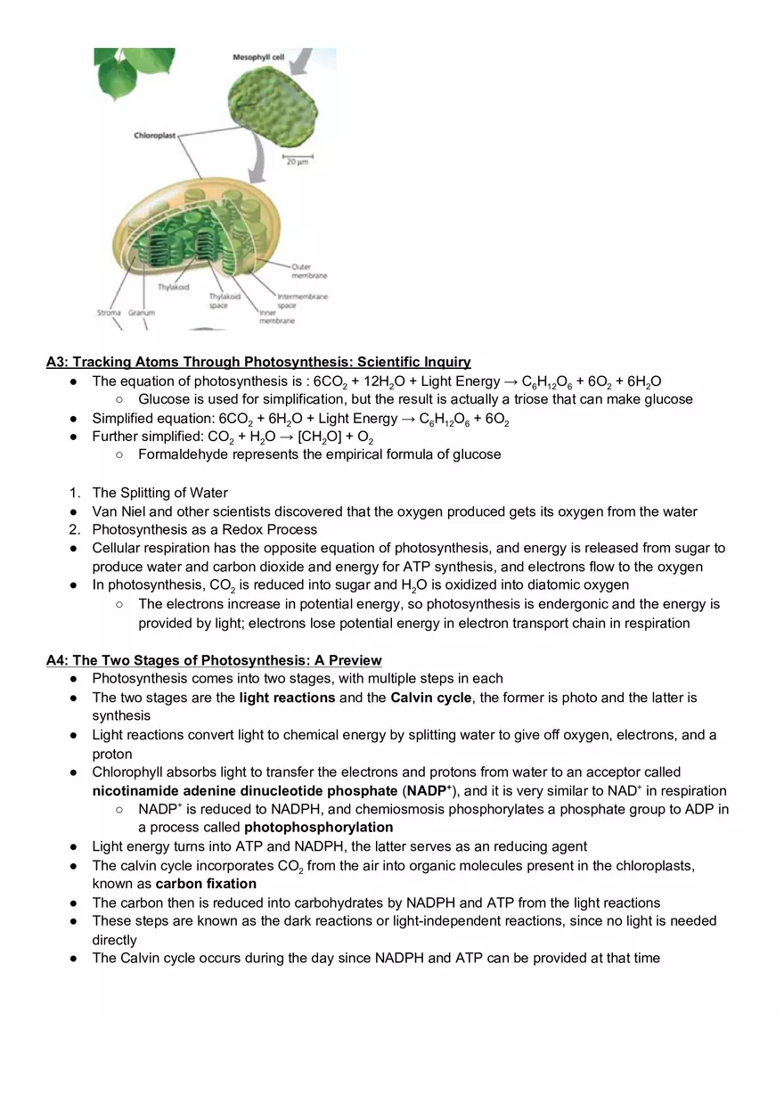 Campbell Biology Chapter 10 Photosynthesis - Page 2