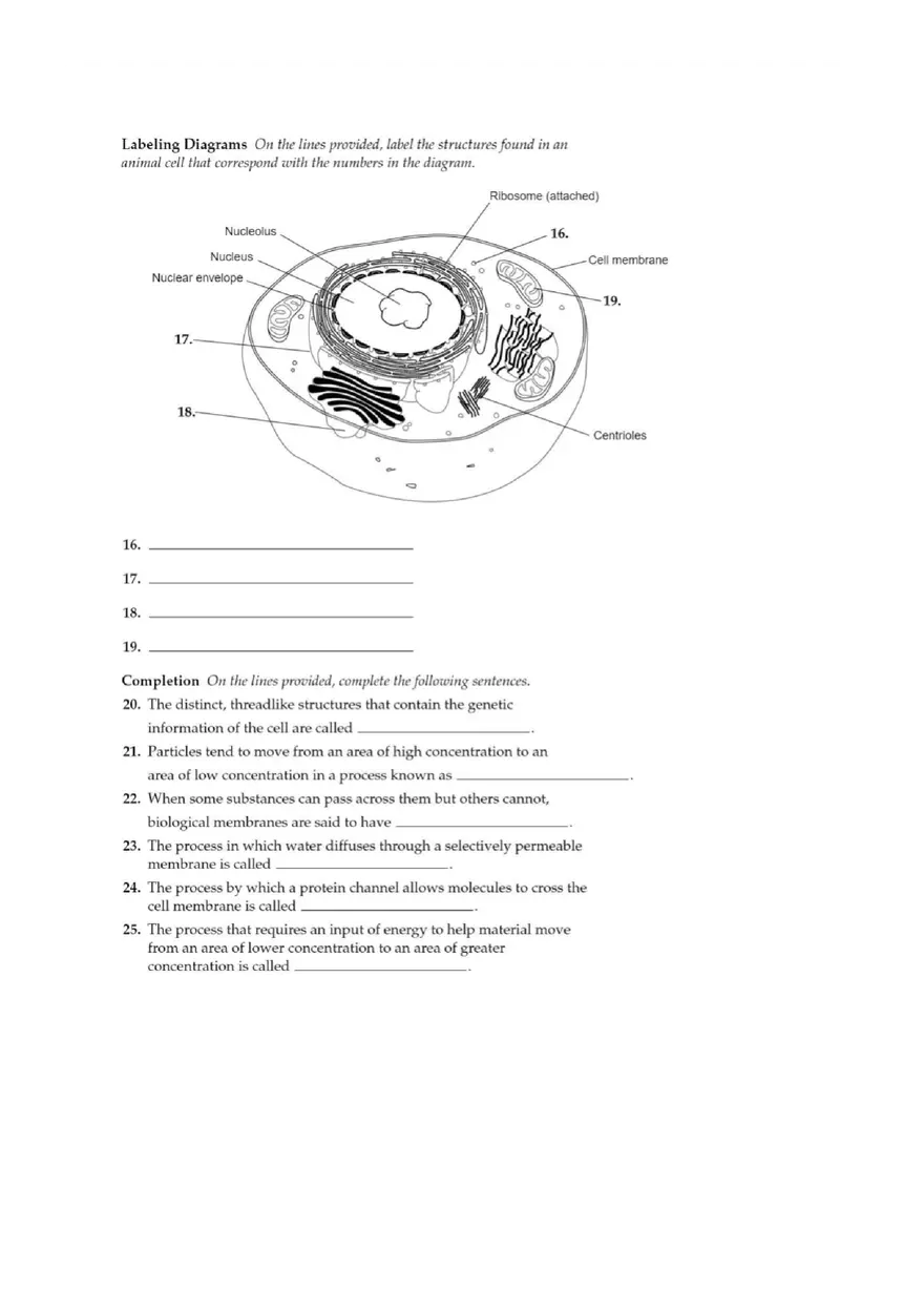 Concept Map Chapter 7 Cell Structure and Function Graphic - Page 4