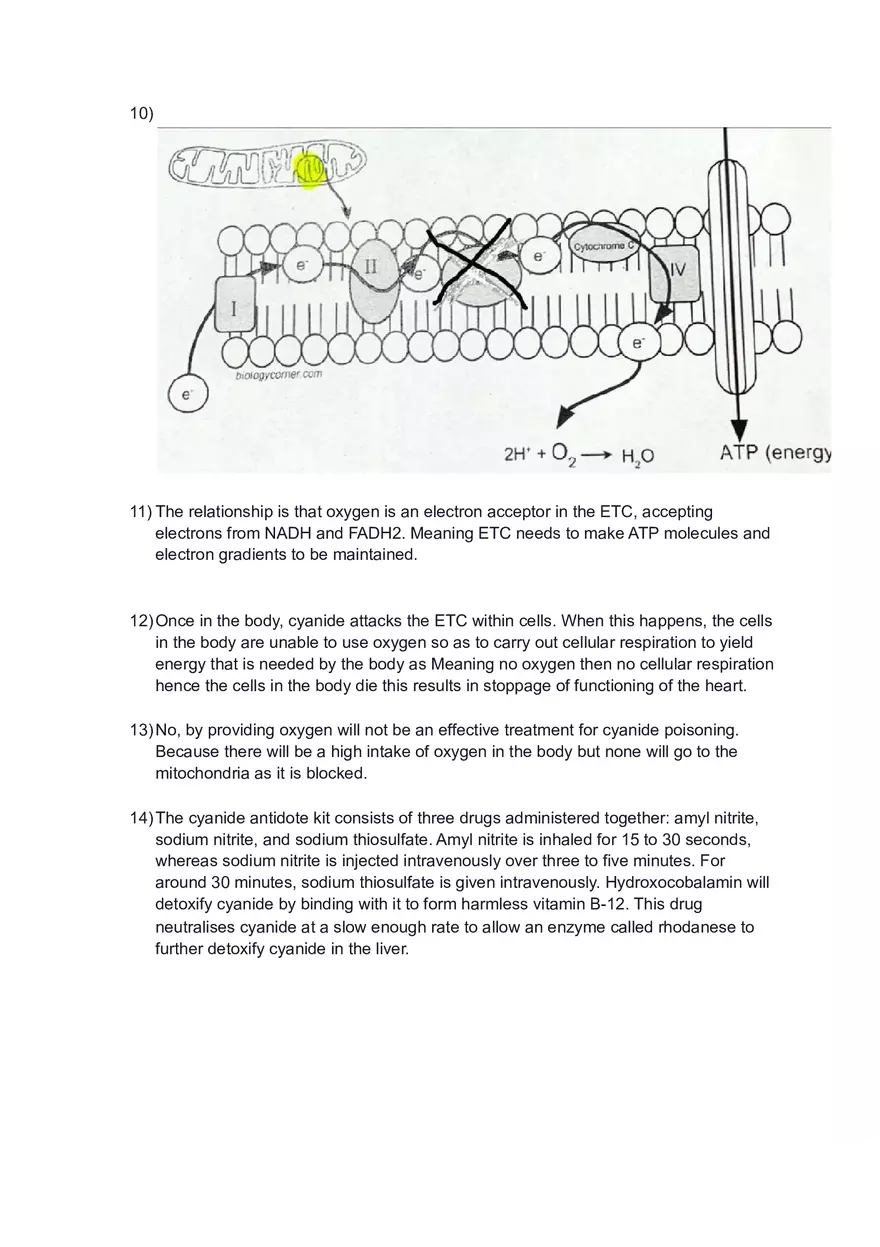 Case Study Chicago Cyanide Murders - Page 2