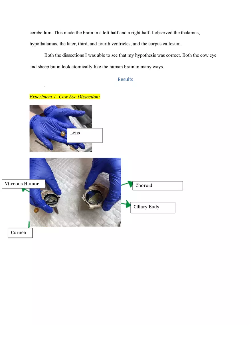 Cow Eye and Sheep Brain Dissection Lab Report - Page 3