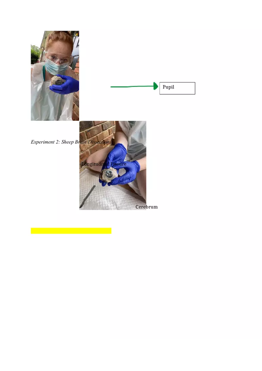 Cow Eye and Sheep Brain Dissection Lab Report - Page 4