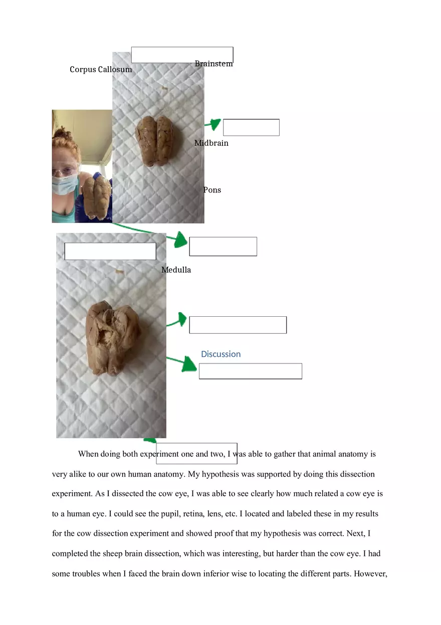 Cow Eye and Sheep Brain Dissection Lab Report - Page 5