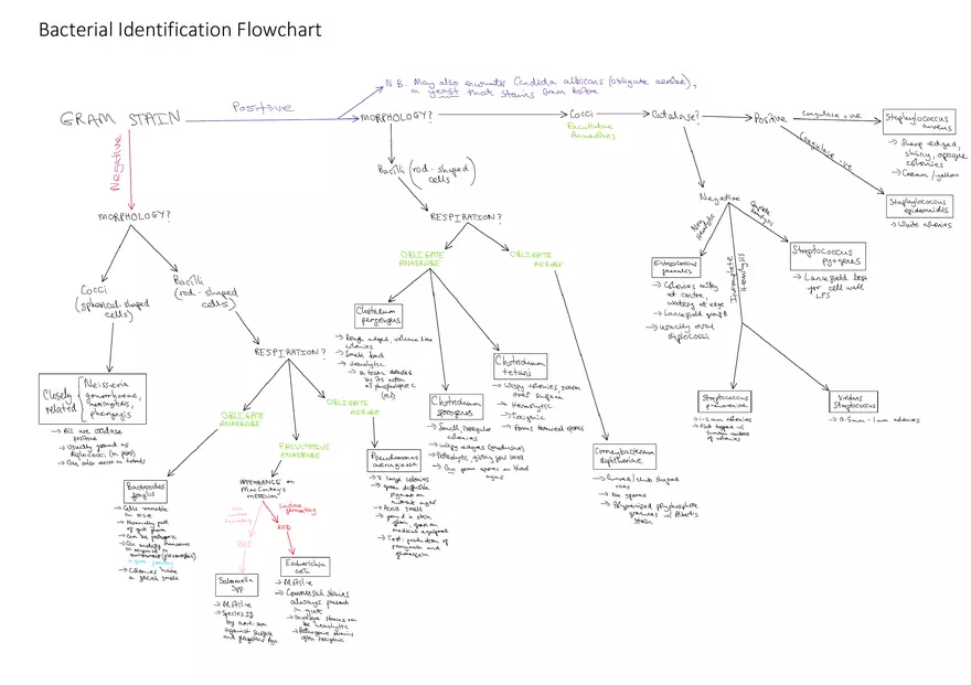 Bacterial Identification Flowchart - Page 1