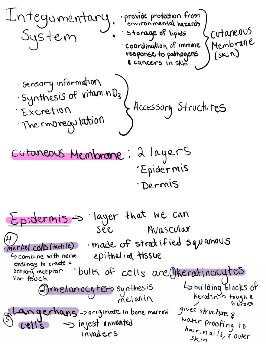 Integumentary System - Page 1