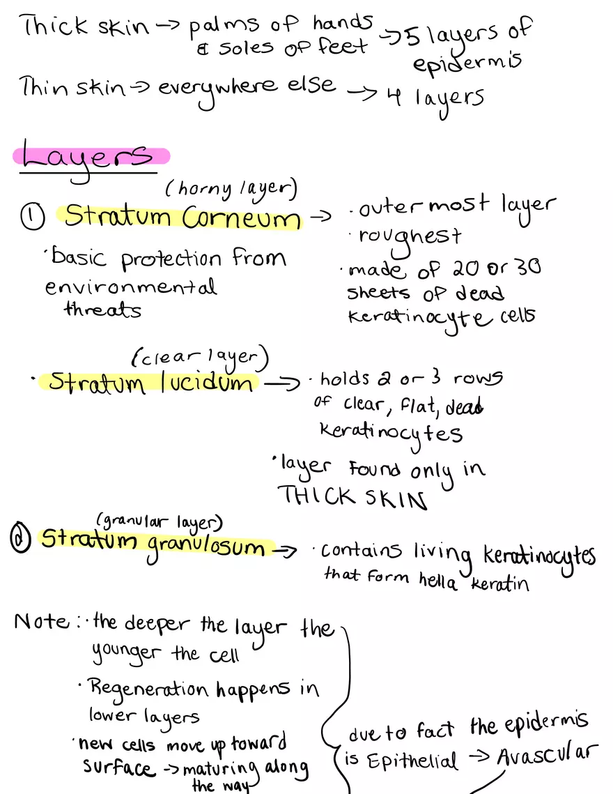 Integumentary System - Page 2