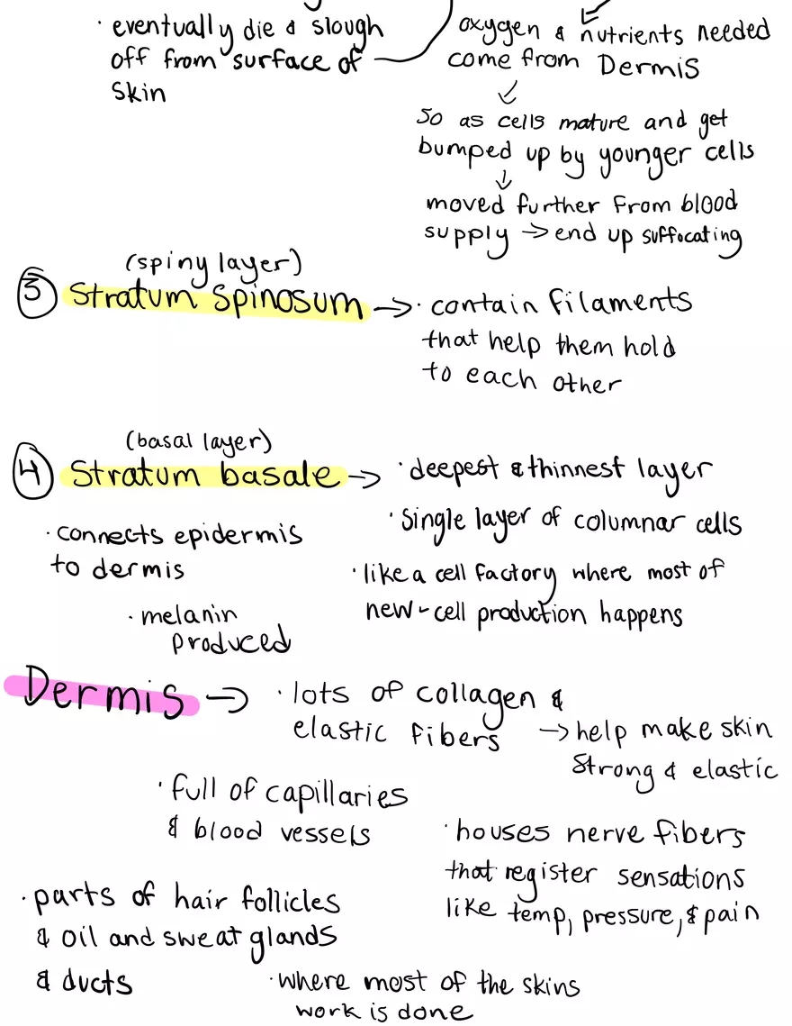 Integumentary System - Page 3