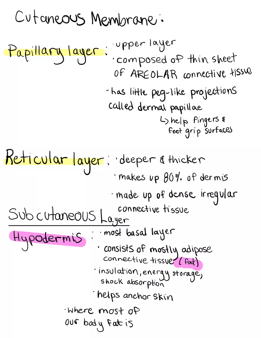 Integumentary System - Page 4